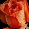 lutanga's profile picture