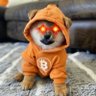 $DOG MINEIRO's profile picture
