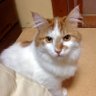 ちあき 子供や動物を政治利用するな!'s profile picture