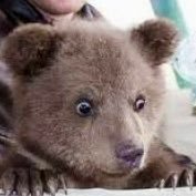 なかよしクマちゃんねる's profile picture