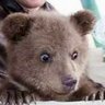 なかよしクマちゃんねる's profile picture