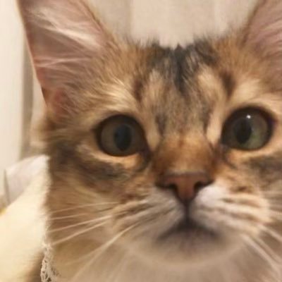 菅田ホタテ's profile picture