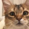 菅田ホタテ's profile picture