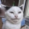 diososlibre's profile picture