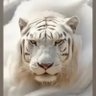 @DARIOLCABO profil fotoğrafı
