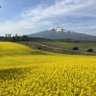 そぼろ profil fotoğrafı