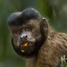 Baboon's profile picture