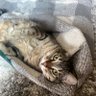 Profilbild von LightStripeyCat