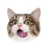 Profilbild von แงวส้ม