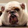 Logical Bulldog profil fotoğrafı