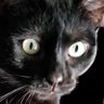 Snoozles 😺 profil fotoğrafı