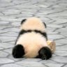 腐老邪幼's profile picture