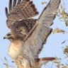 LadyHawk's profile picture