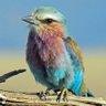 Фото профиля pajarito