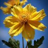 Profilbild von Yellow Flowers
