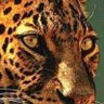 🇸🇦 الاتحاد قوووه 🇸🇦 profil fotoğrafı