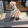 dogowner2578688's profile picture