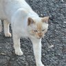 ごもら profil fotoğrafı