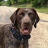 Profilbild von The.Gunther.dog