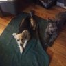 Cosmo and Angel Dragon 🕊Mom Terp for Life profil fotoğrafı