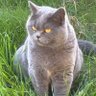 Alistan's profile picture