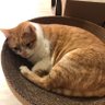 minlin's profile picture