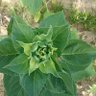 Фото профиля Ahmed Mostefa