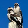 MAHA downunder profil fotoğrafı