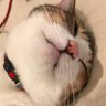 麦田ぬこ's profile picture