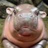 Profilbild von หมูเด้ง... (เปลี่ยนเพราะกูชอบเฉย ๆ นี่แหล่ะ)