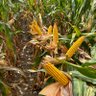 Profilbild von Lyman Ag Supply