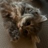 💗シャネル💗COCO🐩らんらん🐾レオン🐈⬛💖's profile picture