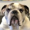 CelticBulldog17 的头像