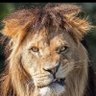 TheLionessRoareth's profile picture