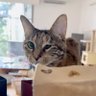 おはな 的头像