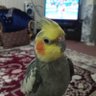 پنیسیلین ( کافی نت ) profil fotoğrafı