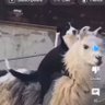 Yeah, I'm Gen X profil fotoğrafı