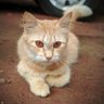Фото профиля Animal Control