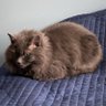 Kara R profil fotoğrafı