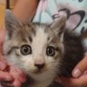 Фото профиля 保護猫ボランティア見習い