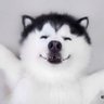 Boar Works's profile picture