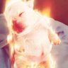 Profilbild von Bushynator