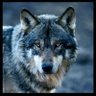 Roadrunner83's profile picture