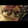 Cats Phins Fan 16 的头像