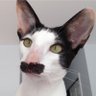 ฮผneutrino's profile picture