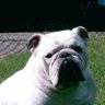 Bulldog 的头像