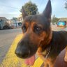 Mi perro es vegano 的头像
