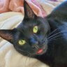 The Cat's profile picture