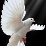 Moh ⭐️ profil fotoğrafı