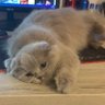 Pumi's profile picture